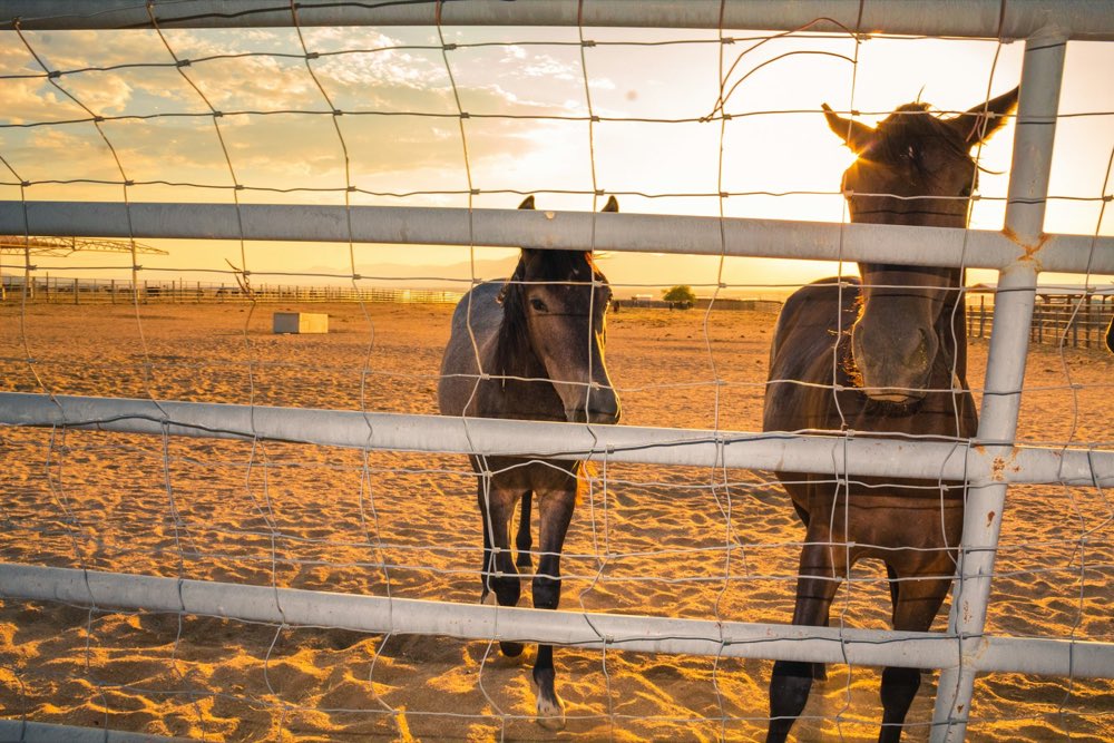 Caballos junto a la cerca del corral al atardecer