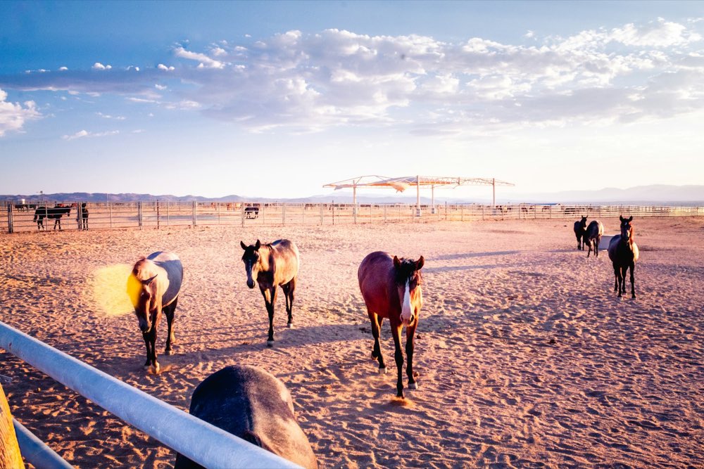 Caballos en el corral a contraluz