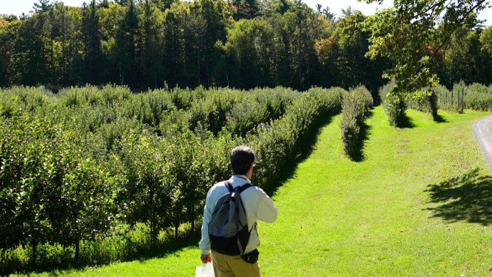 Trabajo entre las hileras de la huerta