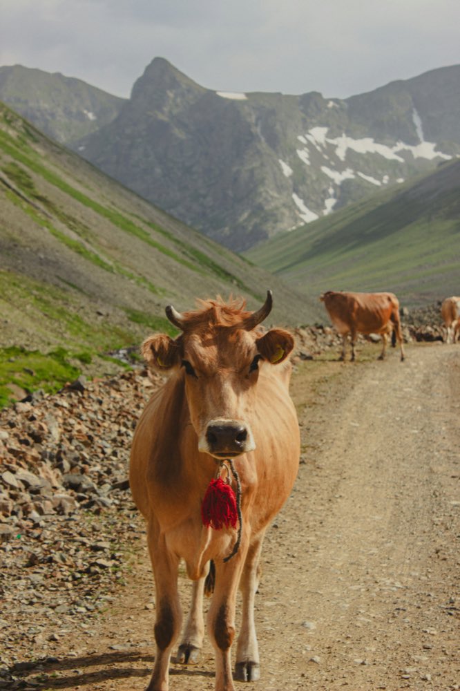 Vaca en el camino de terracería, rumbo a la sierra