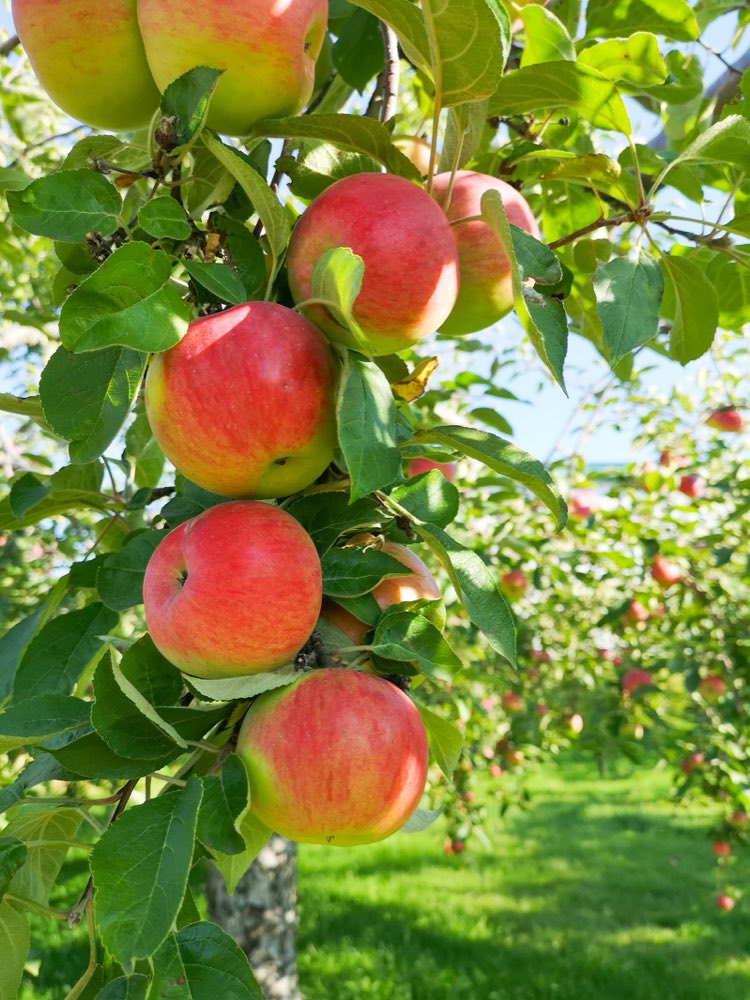 Manzana en el árbol, lista para empacar