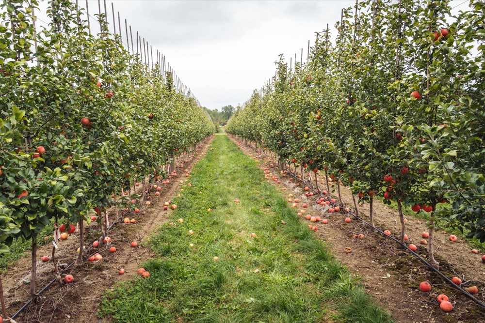 Huerta de manzana en plena temporada