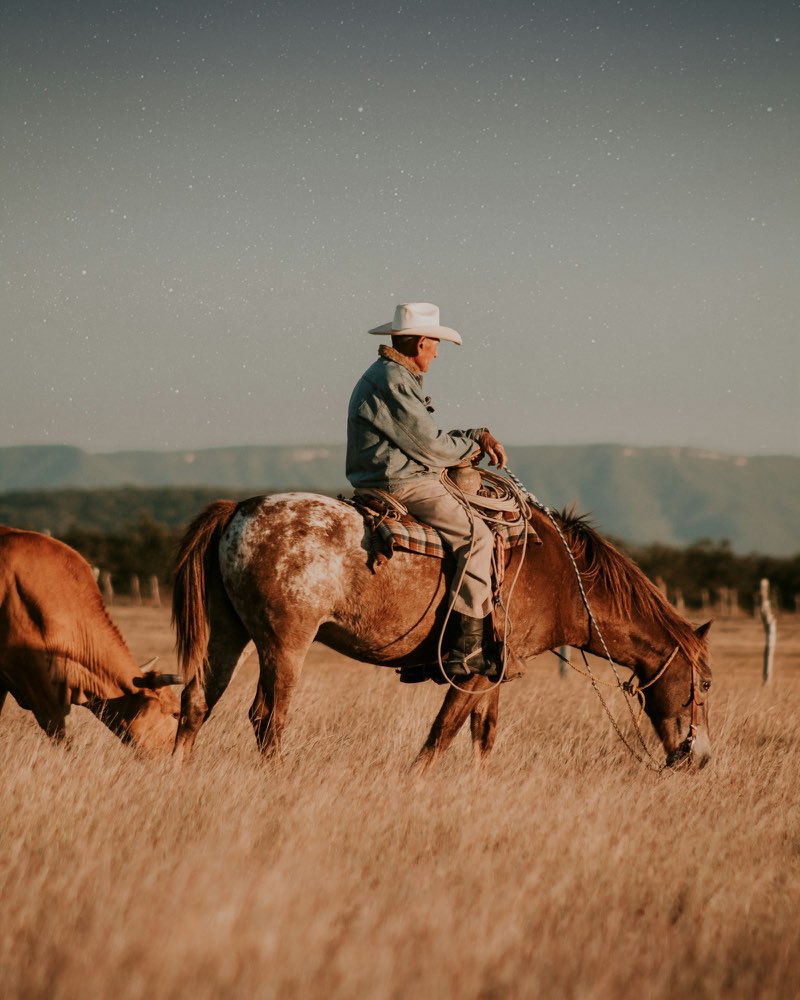 Jinete trabajando el ganado a caballo