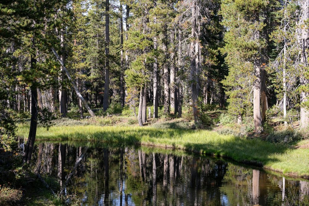 Bosque de pino reflejado en el agua