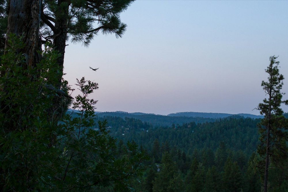 Bosque de pino de la sierra al atardecer